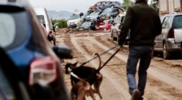 Valencia activa nuevos puntos de ayuda urgente para asistir a animales afectados por la DANA