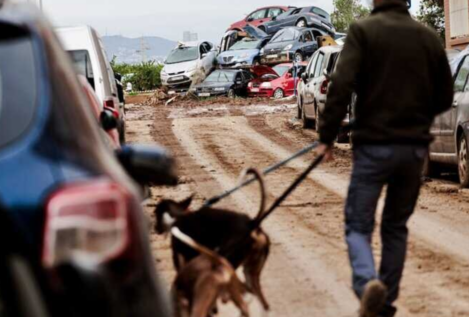 Valencia activa nuevos puntos de ayuda urgente para asistir a animales afectados por la DANA