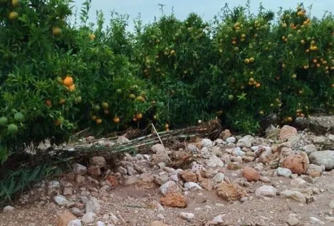 Los agricultores catalanes cifran en un 40% las pérdidas en cítricos por la DANA en Tarragona