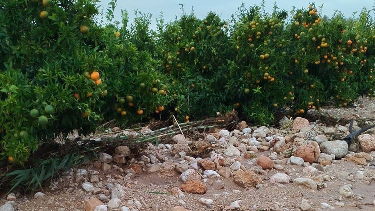 Los agricultores catalanes cifran en un 40% las pérdidas en cítricos por la DANA en Tarragona