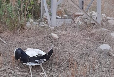 Más de 200 cigüeñas mueren electrocutadas durante el paso migratorio otoñal en Cataluña