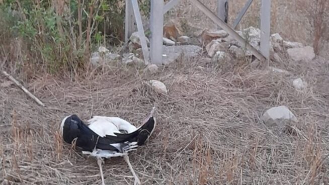 Más de 200 cigüeñas mueren electrocutadas durante el paso migratorio otoñal en Cataluña