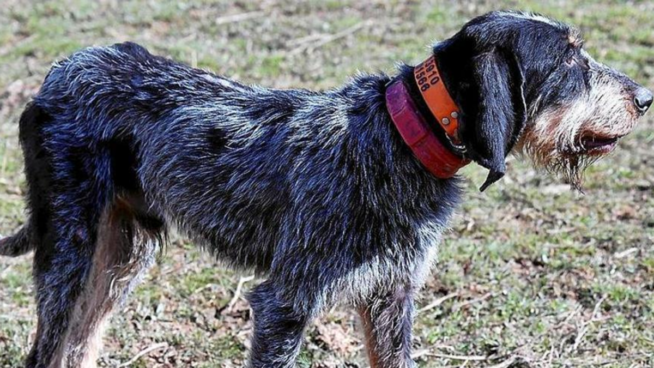 Animalistas denuncian que cazadores gallegos siguen utilizando collares eléctricos prohibidos