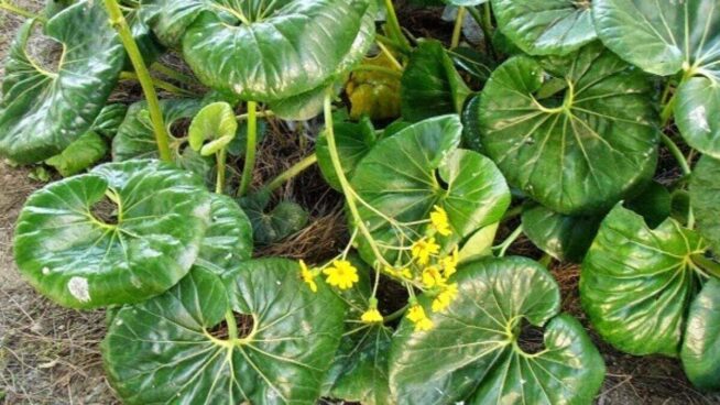 ¿Cómo se cuida la planta Boina de vasco?