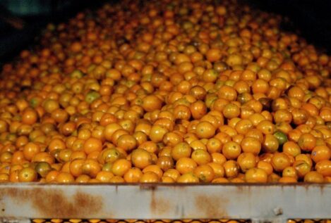 Agricultores andaluces reclaman precios justos para salvar la producción de naranja de zumo