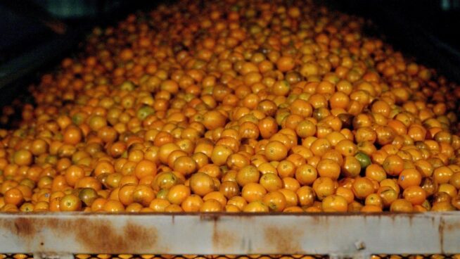 Agricultores andaluces reclaman precios justos para salvar la producción de naranja de zumo