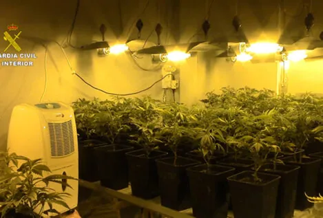 El cultivo ilegal de marihuana supone más del 50% del fraude eléctrico en Granada