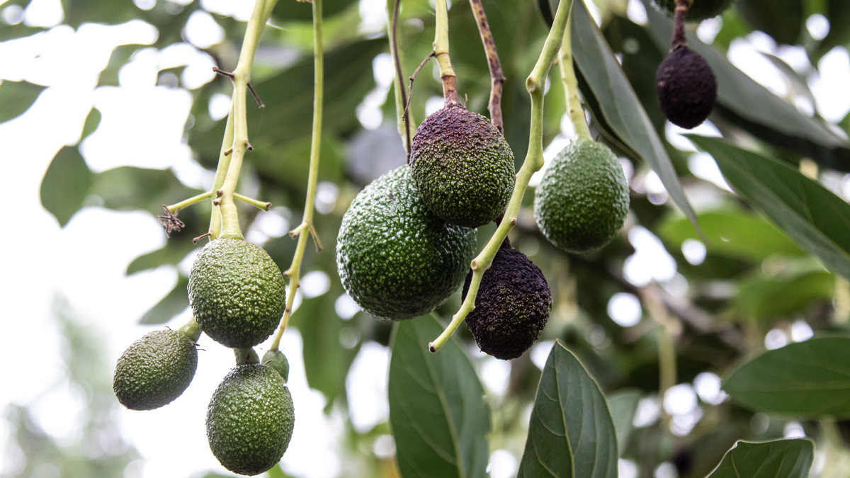 Agricultores andaluces alertan de productos sudafricanos con fitosanitarios prohibidos