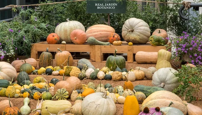 Calabazas: hay vida después de Halloween