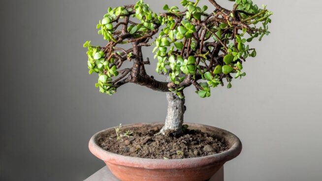 Planta o árbol de jade: dónde hay que colocarla y qué beneficios tiene tenerla en casa