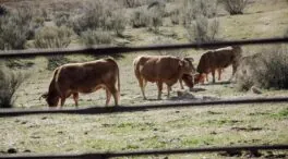 Cantabria estima un 65% menos de incidencia de la enfermedad hemorrágica epizoótica