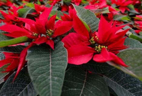 ¿Cómo se cuida la flor de Pascua? Los trucos para saber si es de interior o de exterior