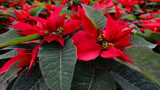 ¿Cómo se cuida la flor de Pascua? Los trucos para saber si es de interior de exterior