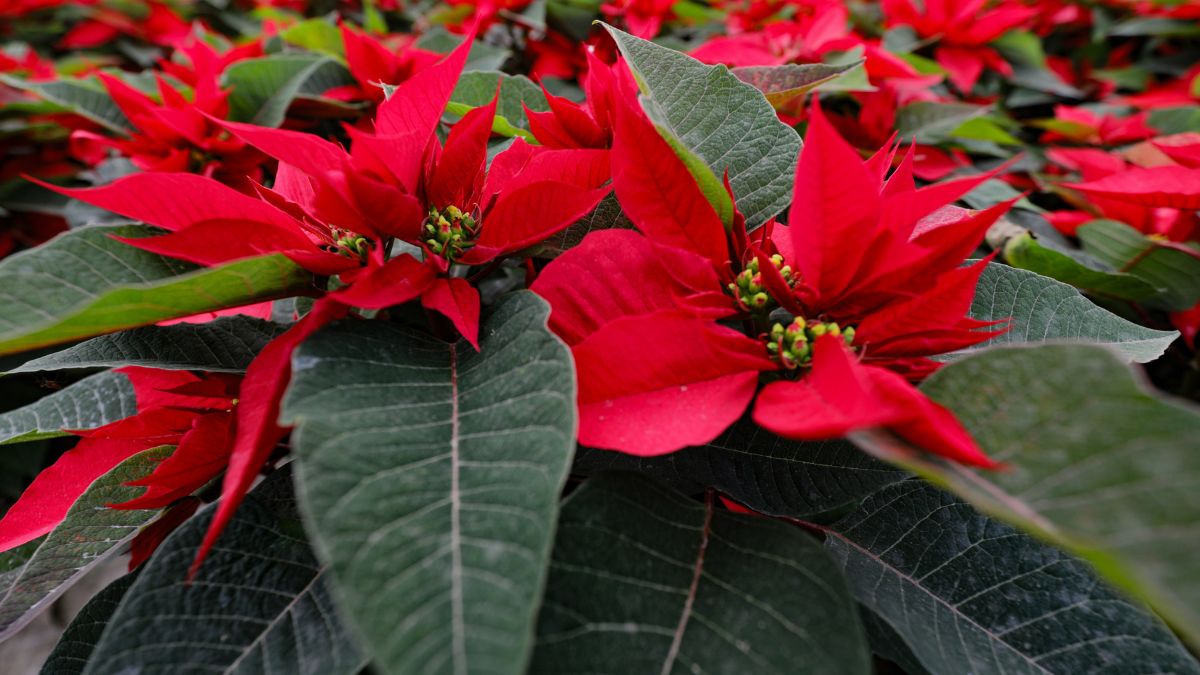 ¿Cómo se cuida la flor de Pascua? Los trucos para saber si es de interior o de exterior