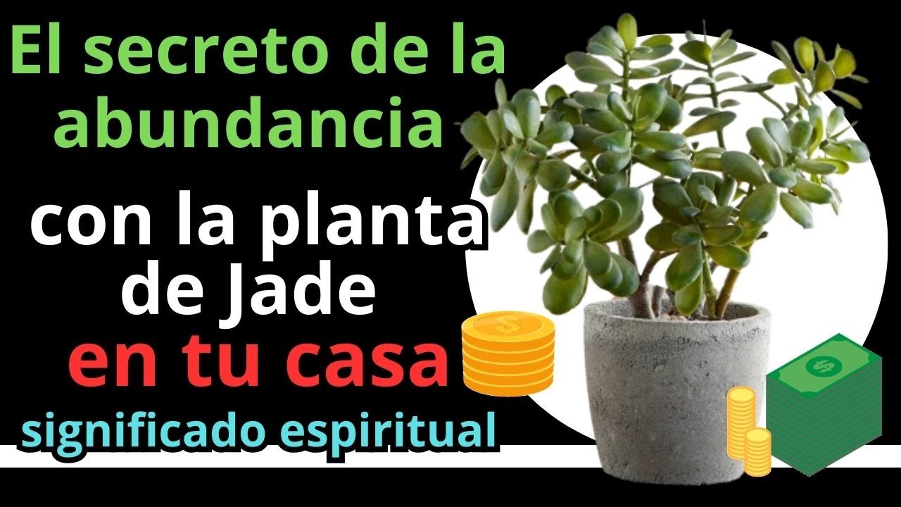 Planta o rbol de jade: dnde colocarla