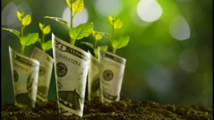 Planta del dinero: (YouTube)