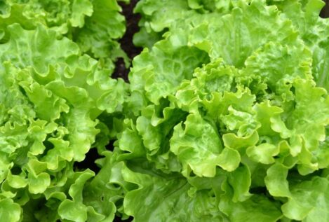 ¿La lechuga te produce gases? Tienes mal tu microbiota y un experto te lo cuenta