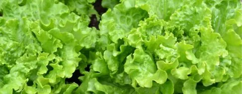 ¿La lechuga te produce gases? Tienes mal tu microbiota y un experto te lo cuenta