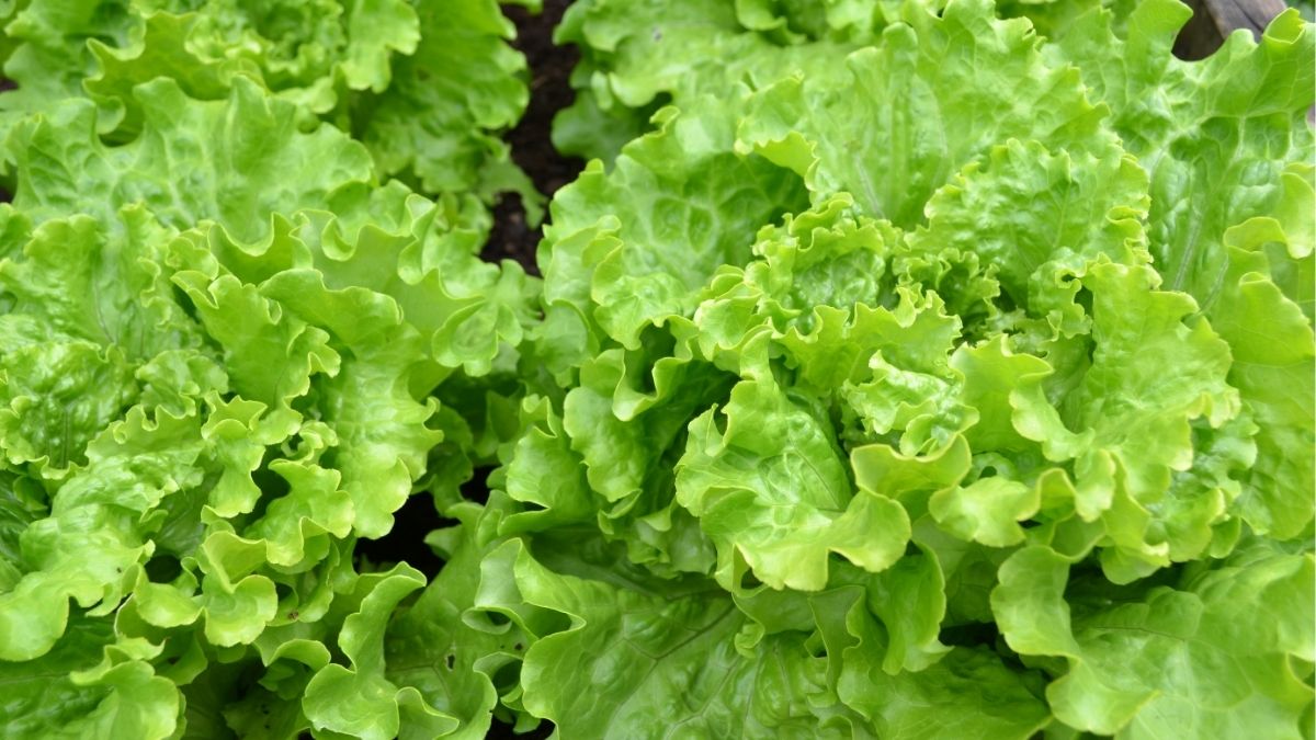 ¿La lechuga te produce gases? Tienes mal tu microbiota y un experto te lo cuenta