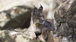 Nacen los dos primeros cachorros de lince ibérico en libertad en Sierra Arana (Granada)