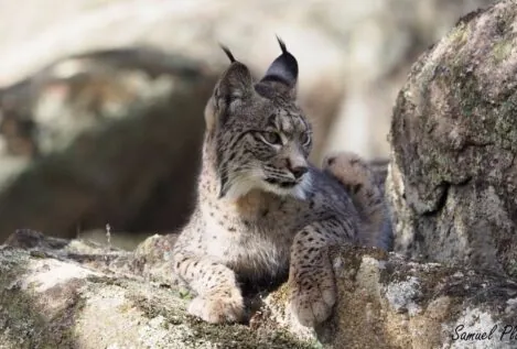 Nacen los dos primeros cachorros de lince ibérico en libertad en Sierra Arana (Granada)