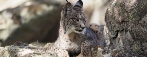 Nacen los dos primeros cachorros de lince ibérico en libertad en Sierra Arana (Granada)