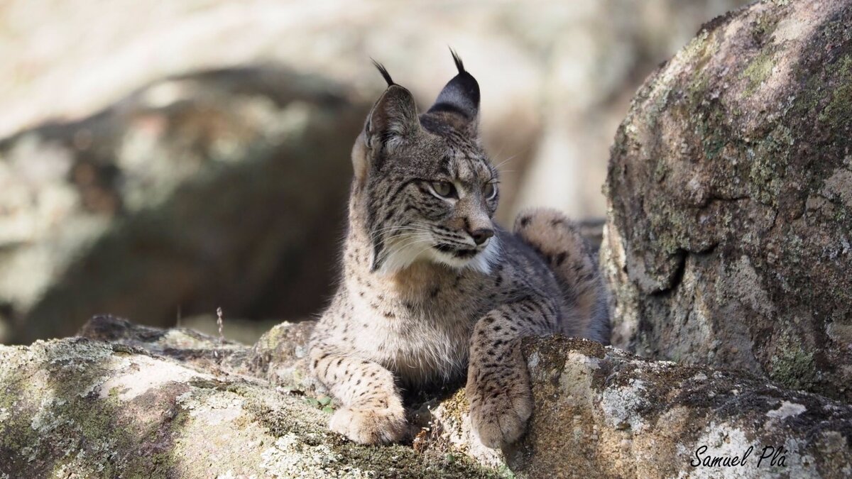 Nacen los dos primeros cachorros de lince ibérico en libertad en Sierra Arana (Granada)