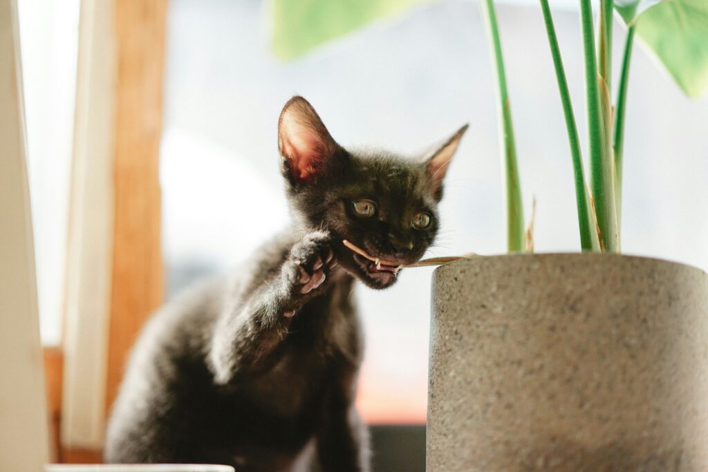 Un gato comiendo una planta: Manki Kim (Unsplash)