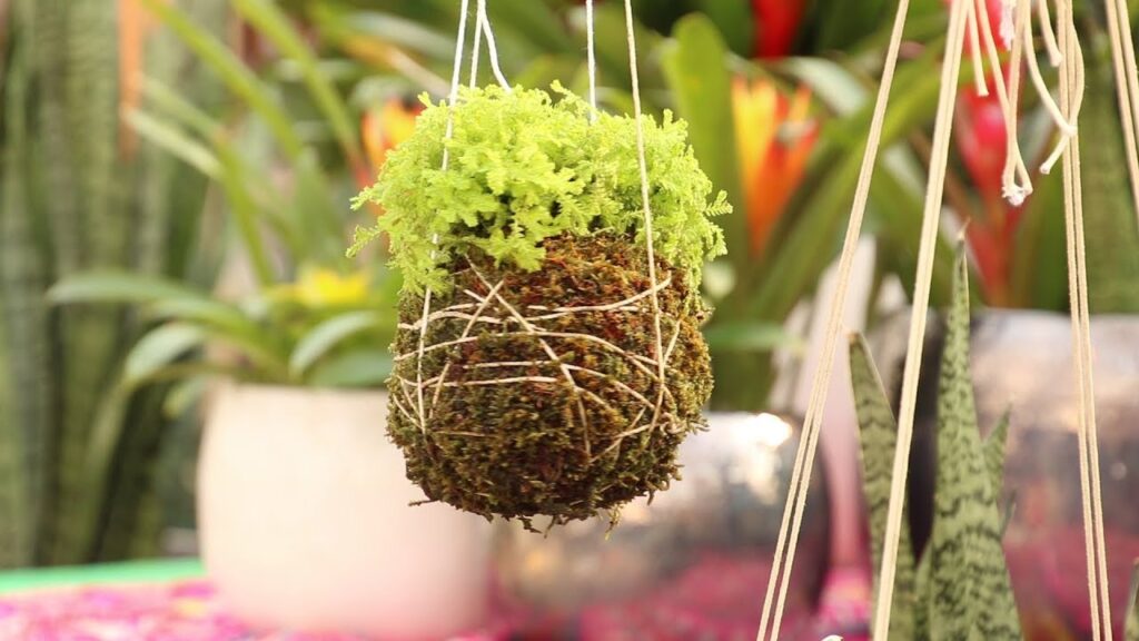 Kokedama: Tonkadale Greenhouse (YouTube)