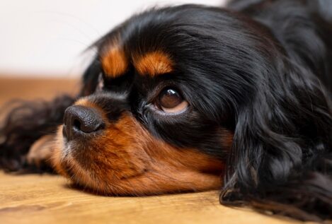 ¿Cómo identificar que tu perro no es feliz en tan solo cinco acciones?