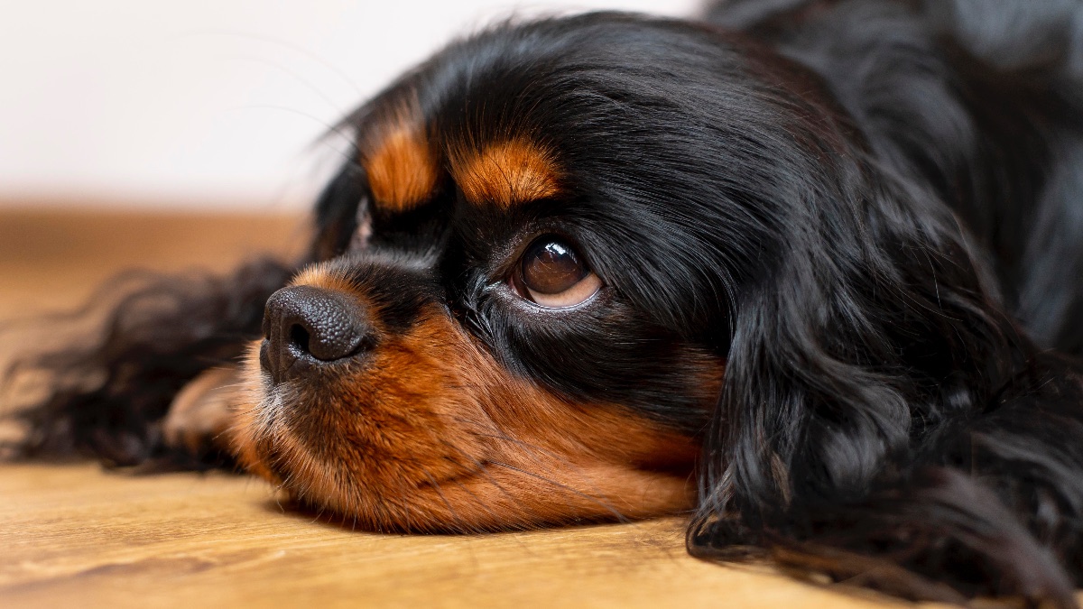 ¿Cómo identificar que tu perro no es feliz en tan solo cinco acciones?