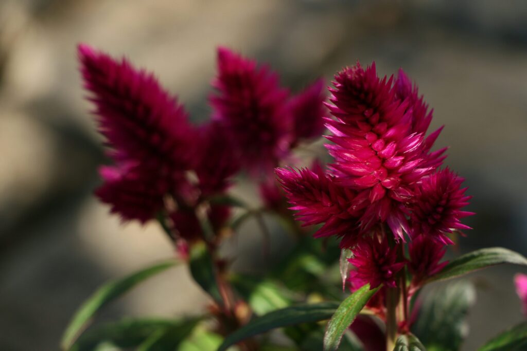 Planta cresta de gallo: (Unsplash)