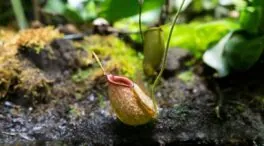 ¿Cómo cuidar la planta carnívora?