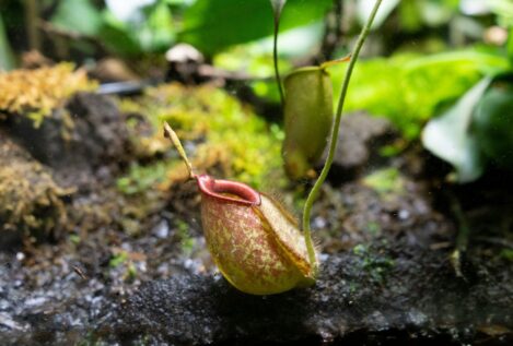 ¿Cómo cuidar una planta carnívora?