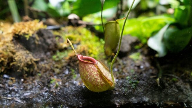 ¿Cómo cuidar una planta carnívora?