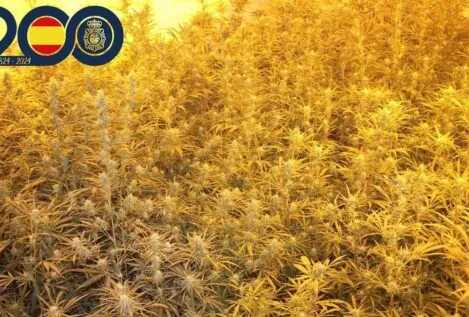 Desmantelados cinco puntos de cultivo de marihuana en la pedanía murciana de La Ñora