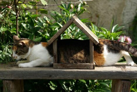 20 plantas tóxicas para tu gato: ¿qué síntomas tienen cuando se las comen?