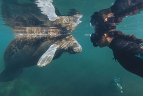 Descubre los documentales premiados en el festival Wild Oceans FilmFest de Gijón