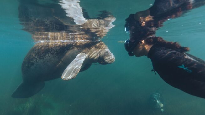 Descubre los documentales premiados en el festival Wild Oceans FilmFest de Gijón