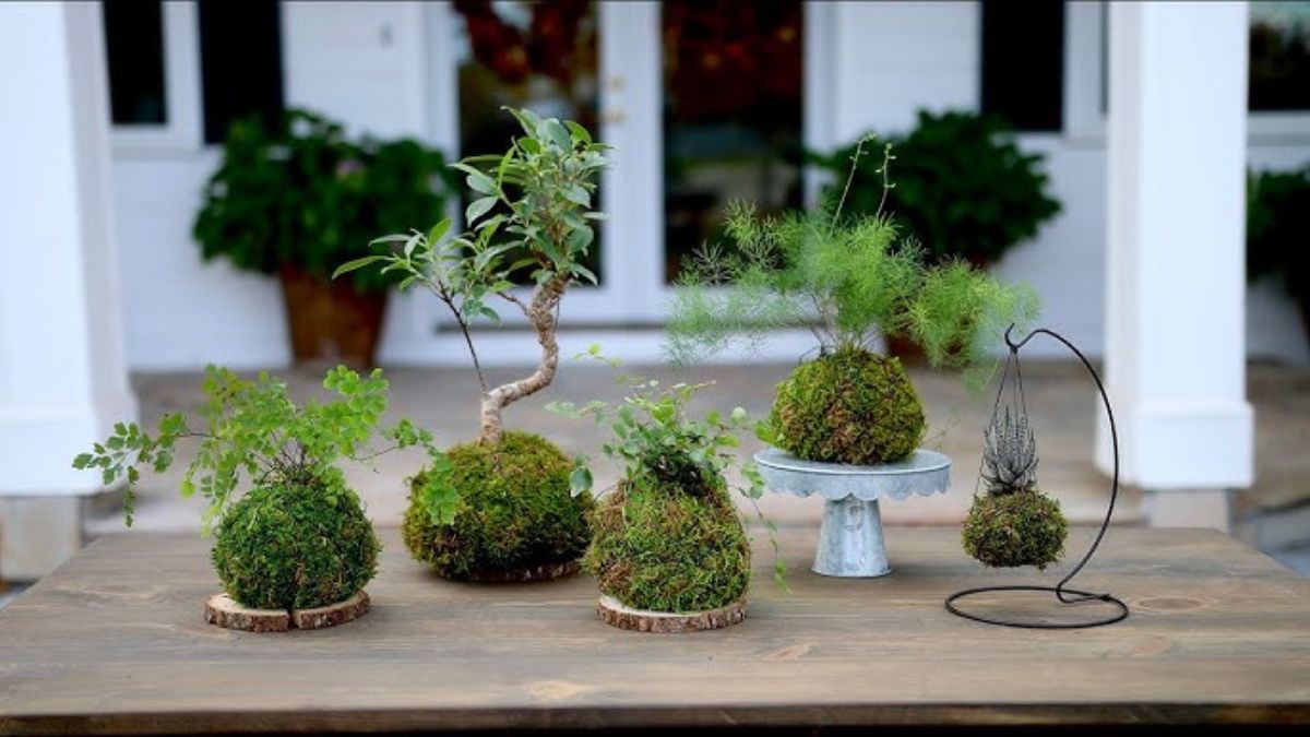 Descubre qué es una kokedama y cómo se cuida esta maceta