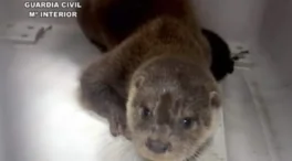 Rescatada una nutria que se encontraba en las vías del tren próximas al puerto de Santander