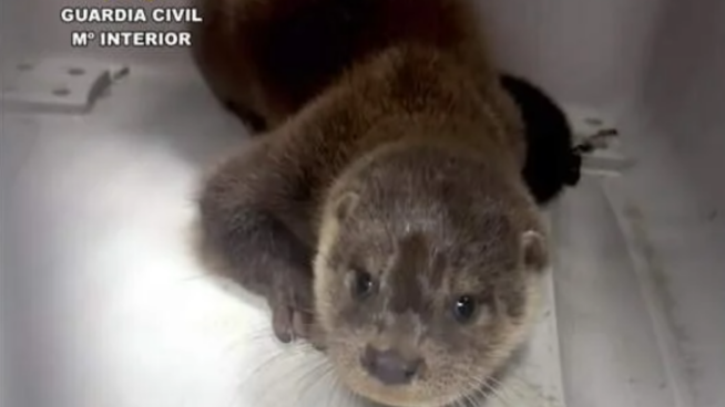 Rescatada una nutria que se encontraba en las vías del tren próximas al puerto de Santander