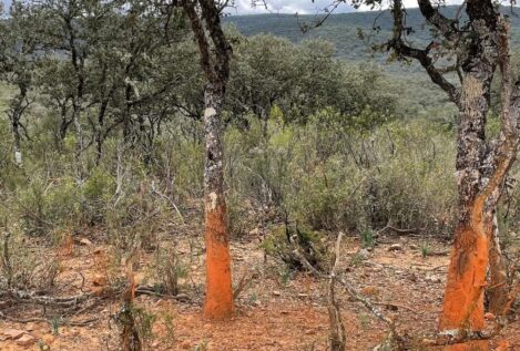 Nuevo varapalo a Ribera: Bruselas investigará el abandono del Parque Nacional de Cabañeros