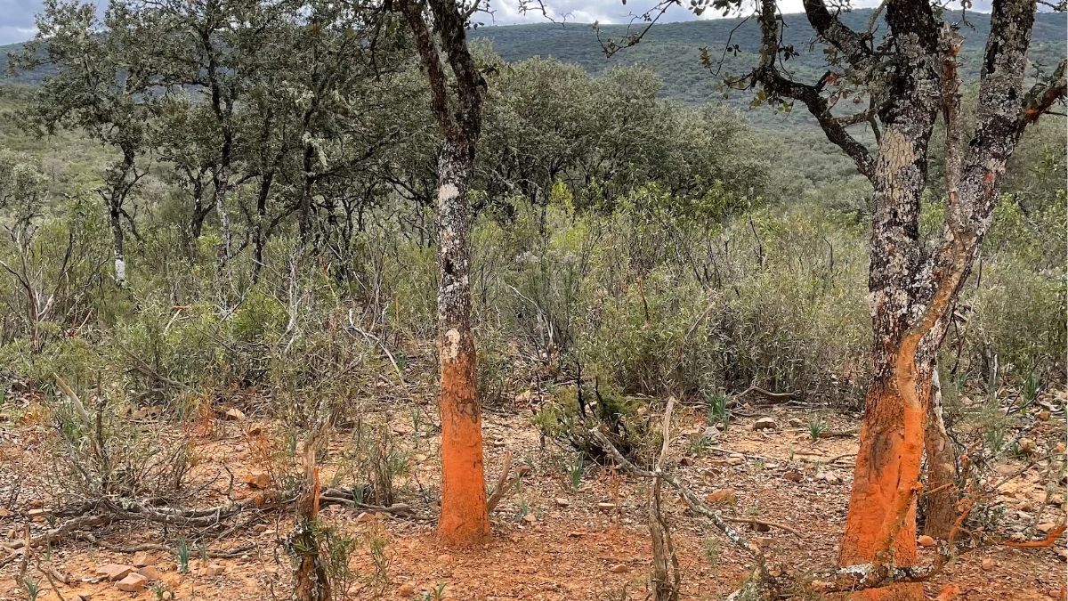 Nuevo varapalo a Ribera: Bruselas investigará el abandono del Parque Nacional de Cabañeros