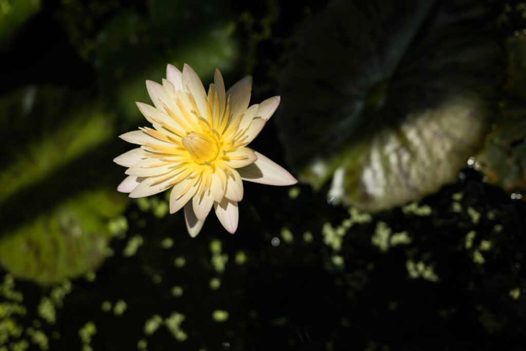 Flor de loto: Shuyu Huang (Unsplash)