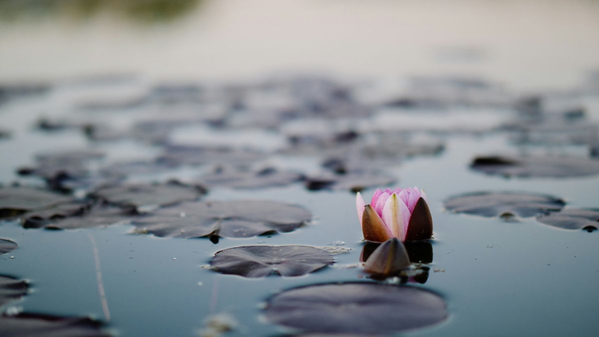 ¿Cuál es el significado de la flor de loto?