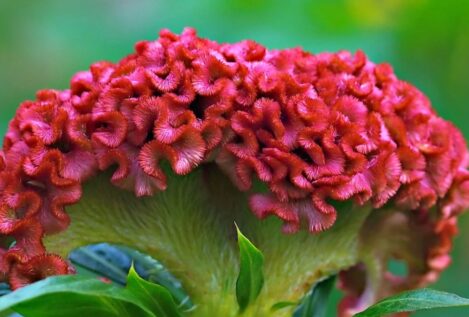 ¿Qué significado tiene la planta cresta de gallo?