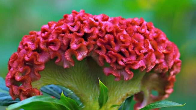 ¿Qué significado tiene la planta cresta de gallo?