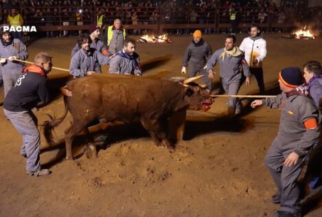 Admitido a trámite un recurso de Pacma para la anulación del Toro Jubilo de Medinaceli (Soria)