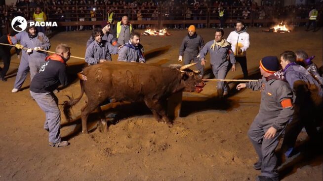 Admitido a trámite un recurso de Pacma para la anulación del Toro Jubilo de Medinaceli (Soria)